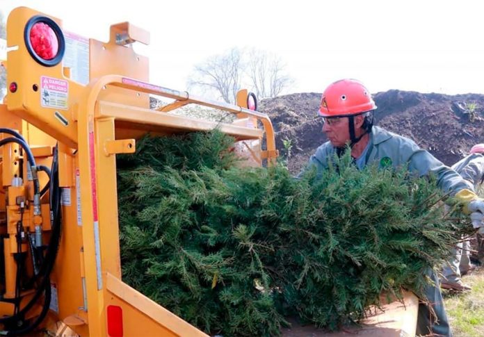 Iniciará campaña reciclaje árboles de navidad
