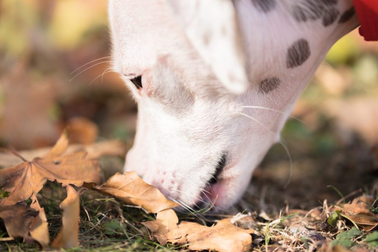 ¿Cómo estimular el olfato de tu perro?