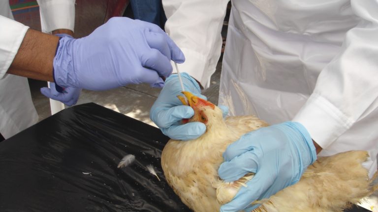 Actualiza Agricultura nuevo Dispositivo Nacional de Emergencia para proteger la avicultura nacional