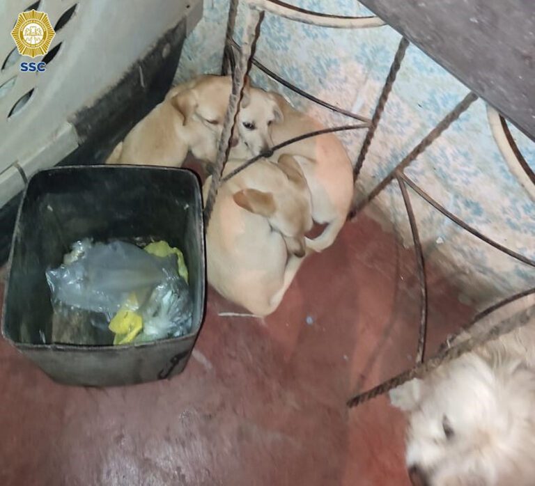 Tras balacera en Topilejo rescatan animales que se encontraban en el inmueble