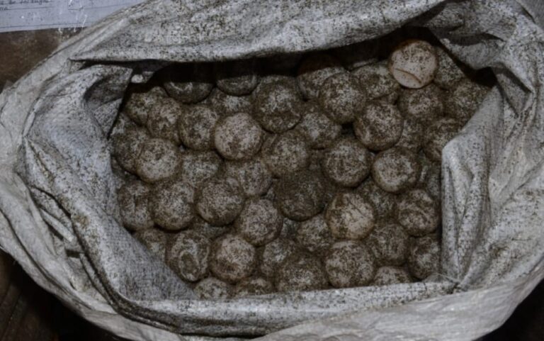 Vinculan a proceso a hombre que transportaba 21 mil huevos de tortuga