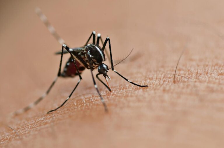 Alerta la OMS de las enfermedades transmitidas por mosquitos