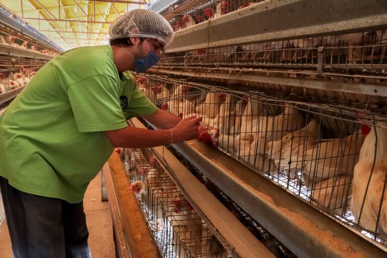 América Latina registra la primera infección de influenza aviar A H5N1 en humanos