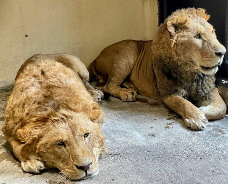 Recibe Zoológico de San Juan de Aragón, otros 4 leones de Santuario en el Ajusco