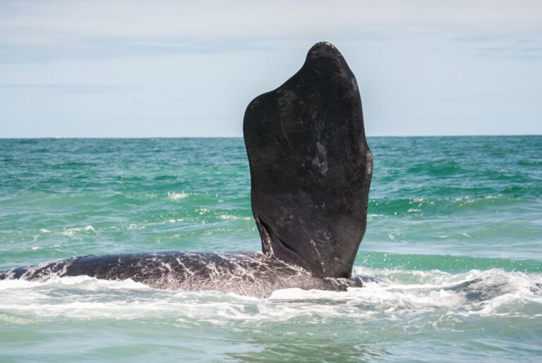 30 ballenas han muerto en santuario de la Patagonia argentina