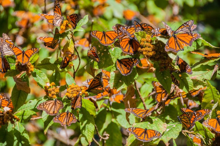 Se reduce la población de mariposa monarca