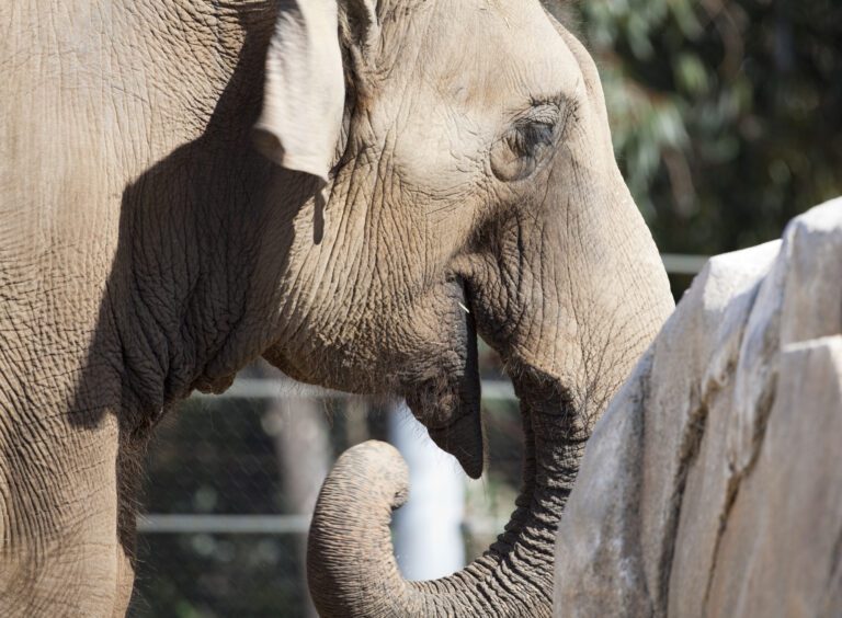 El Zoológico de San Juan de Aragón seguirá siendo el hogar de la elefanta “Ely”