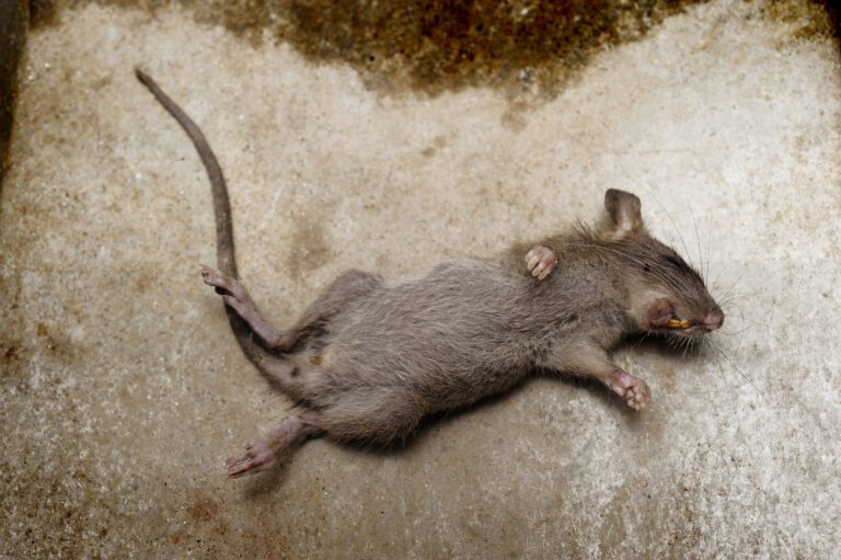 En Nueva York, nombran a funcionaria para que erradique a las ratas de la ciudad