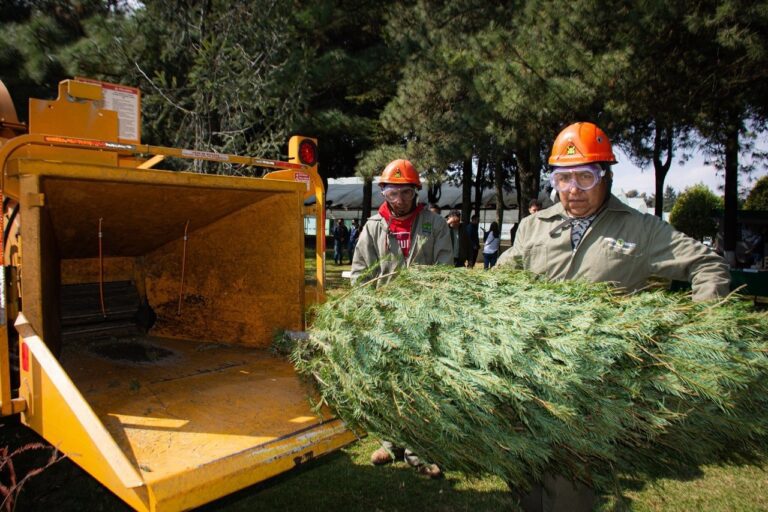 Recicla tu Árbol de Navidad natural en la BJ