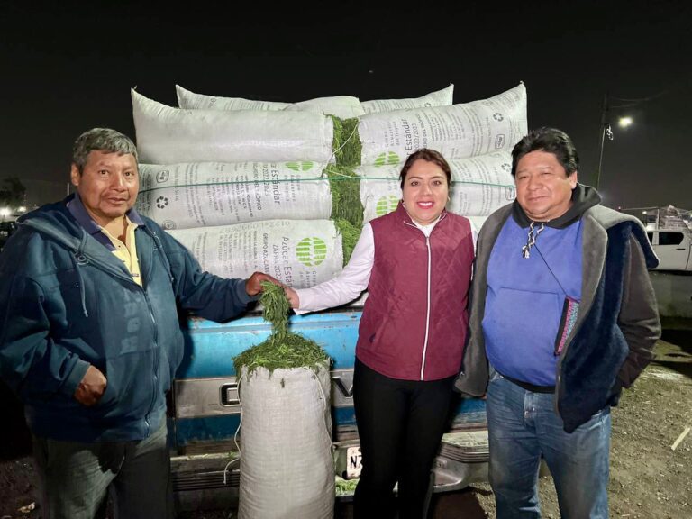 Tláhuac, principal productor, arranca comercialización de romeritos para semana santa