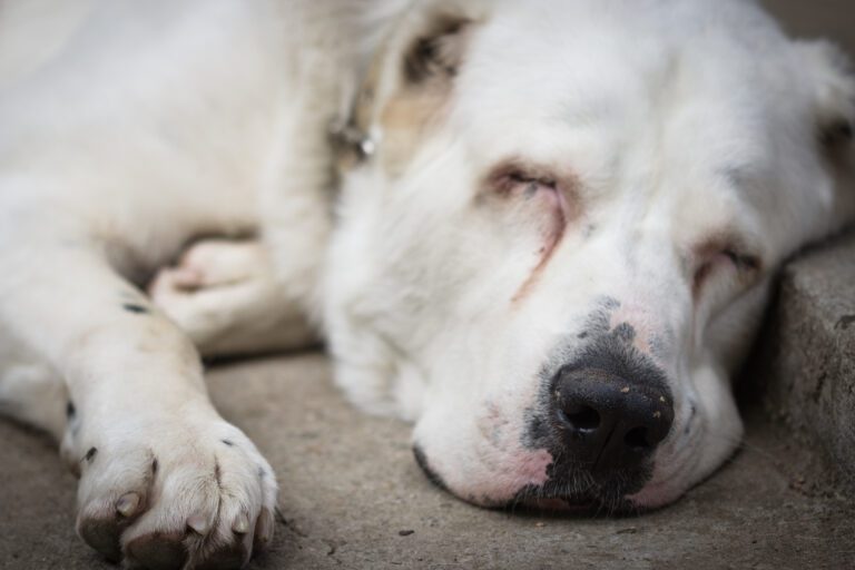 En el Congreso de la CDMX aprueban eutanasia para mascotas que tengan lesiones inatendibles