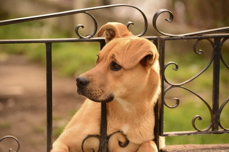 ¿Sabías que los perro pueden sufrir ansiedad por separación?