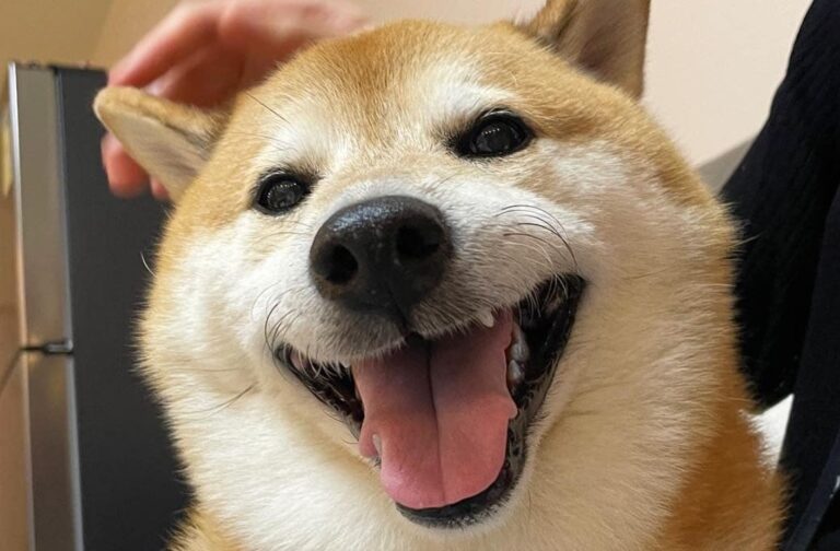 Falleció “Cheems”, el perrito que se hizo viral en internet por sus memes