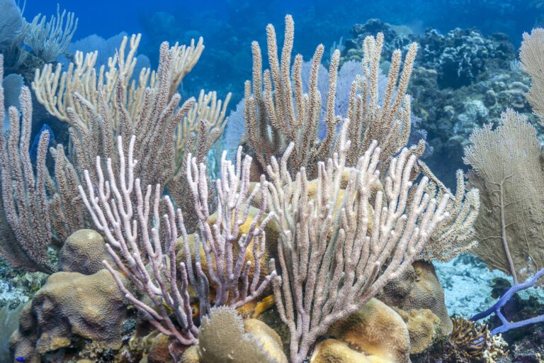 Importancia de los corales