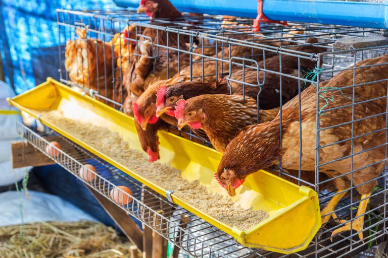 Detectan en granja de Sonora el primer caso de Influenza aviar de la temporada 