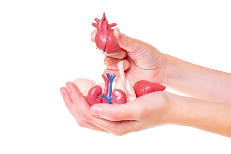 Día Nacional de Donación y Trasplante de Órganos y Tejidos: El riñón
