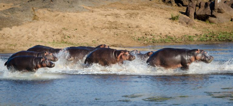 Esterilizan a hipopótamos de Pablo Escobar