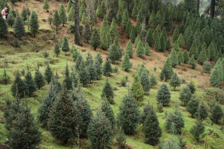 Parque Ecológico de Xochimilco recibirá pinos de Navidad