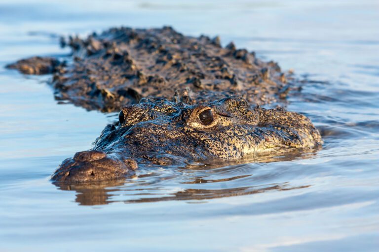 Profepa investiga aparición de cocodrilo mutilado en laguna de Tamaulipas