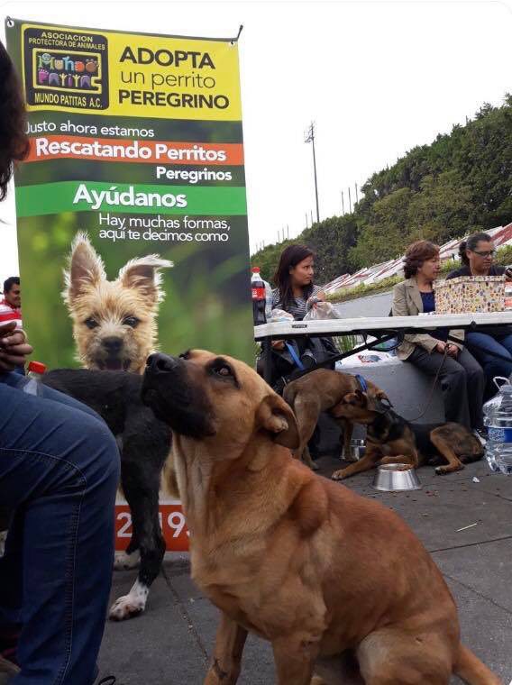 Mundo Patitas estaba promoviendo la adopción de perritos abandonados
