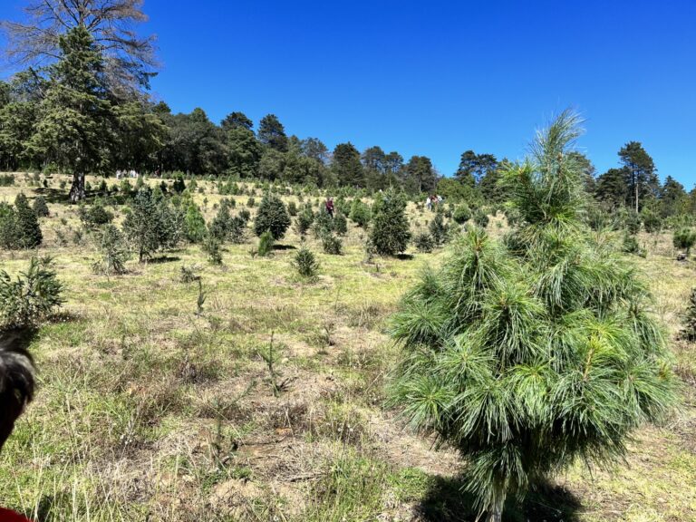 Reciclan árboles navideños