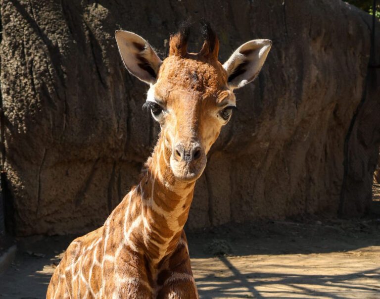 Nombran “Bartolomeo” a bebé jirafa de Chapultepec