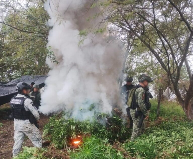 Guardia Nacional ubica y destruye miles de plantas de marihuana