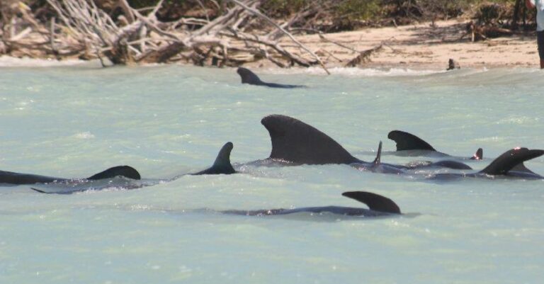 Rescatan a 21 ballenas pilotos que encallaron en playas de Celestún