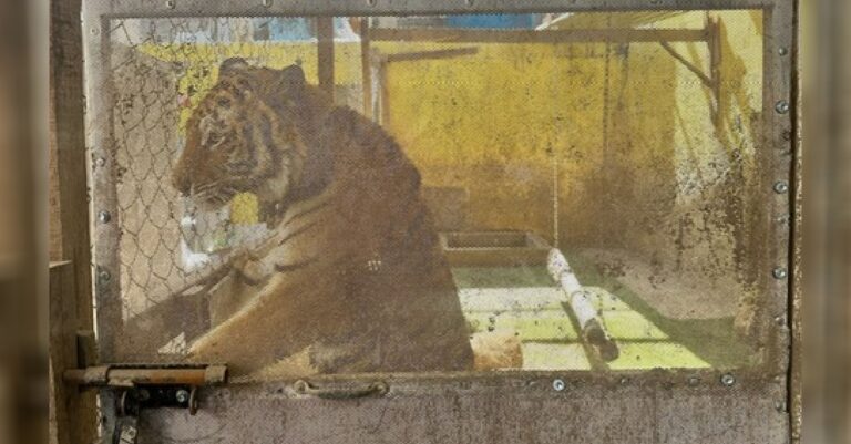 Aseguran a tigresa durante un cateo en Monterrey