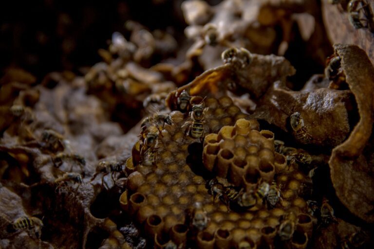 Preocupación mundial por la desaparición de abejas