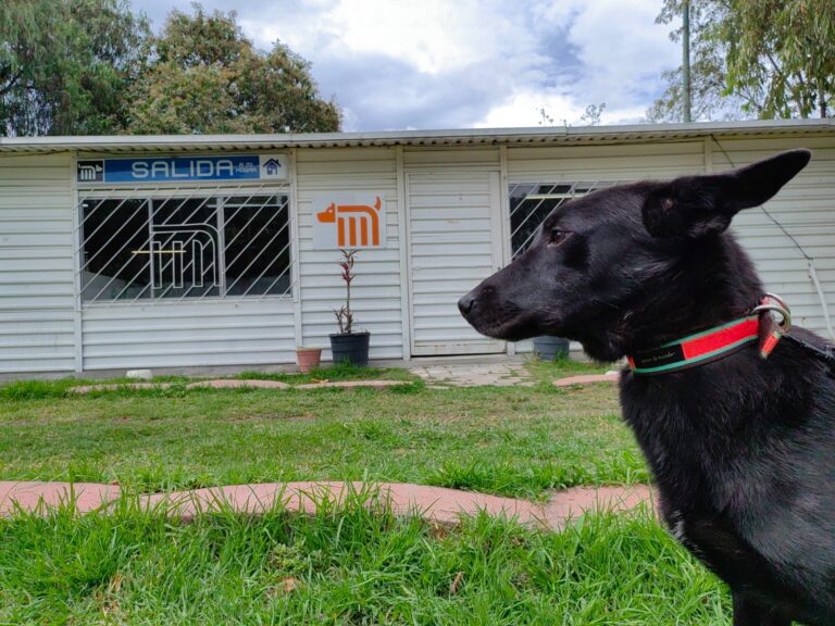 Centro de Transferencia Canina del Metro, entrega en adopción a perritos esterilizados
