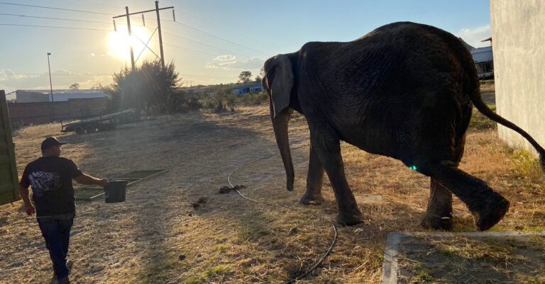 Elefanta Annie ya tiene nuevo hogar en la CDMX