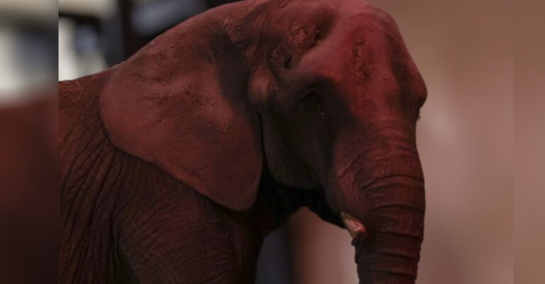 Elefanta Annie ya conoció Ely y Gipsy, sus compañeras del Zoológico de Aragón
