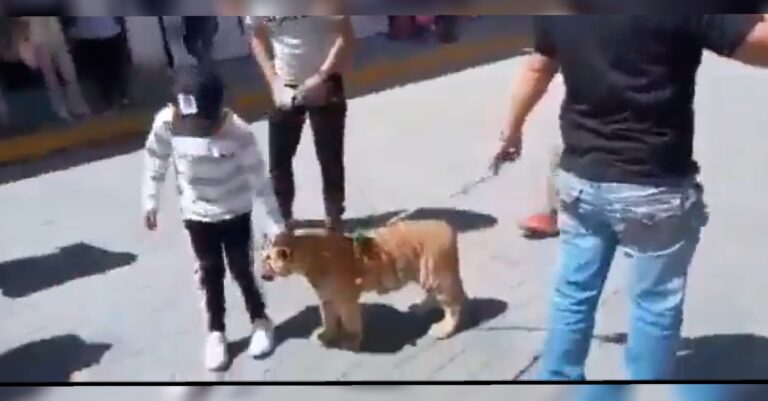 Profepa busca al cachorro de tigre que pasearon como mascota en Tulancingo
