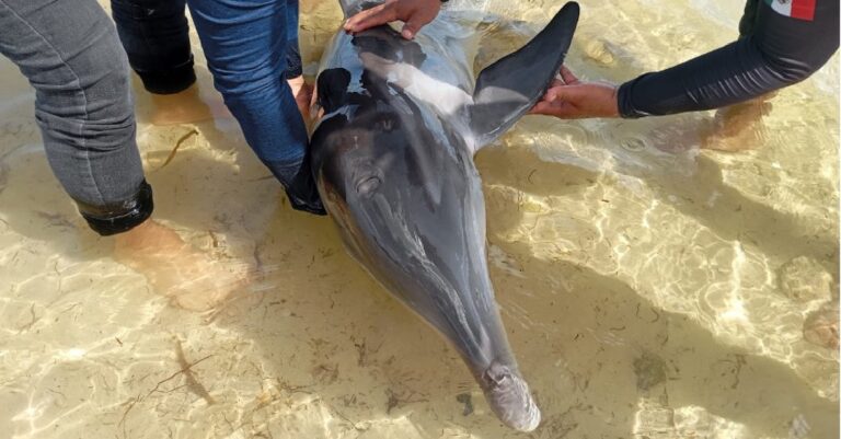 Liberan a delfín varado en Dzidzantún, Yucatán