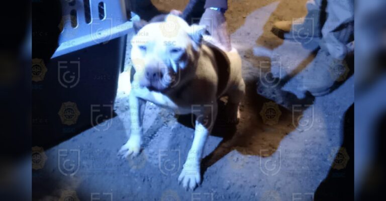 Rescataron a 34 perros hacinados en Xochimilco