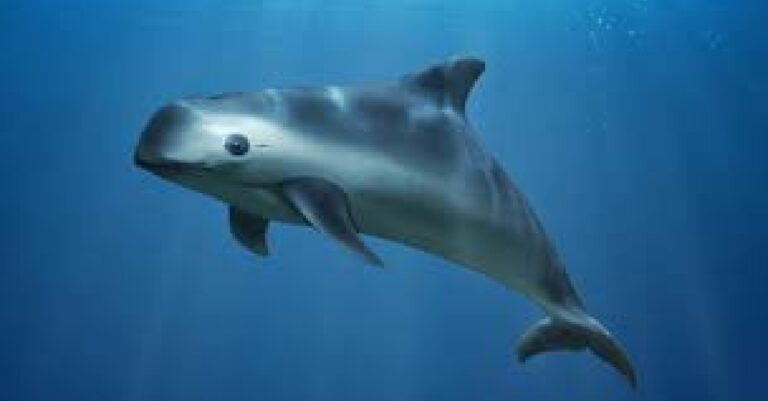 Misión CITES reconoció el compromiso de México para la conservación de la vaquita marina