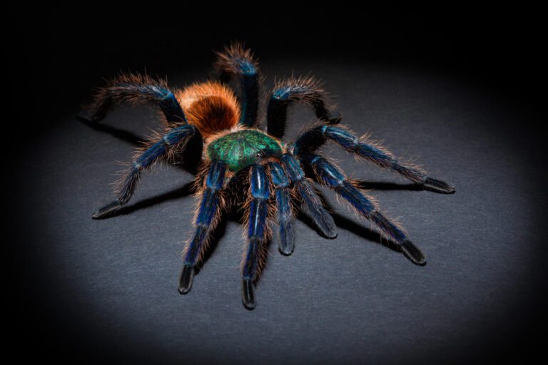 Incautan en Francia más de mil arañas venenosas y otras especies animales