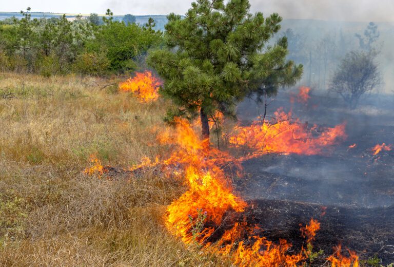 Hay 104 incendios forestales activos en México