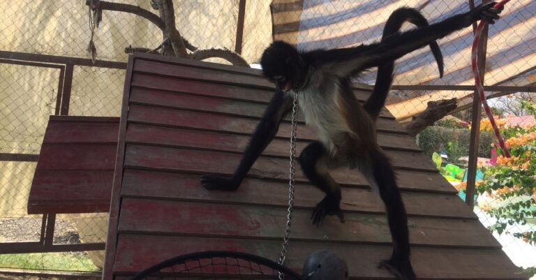 Profepa aseguró a mono araña encadenado en Morelos