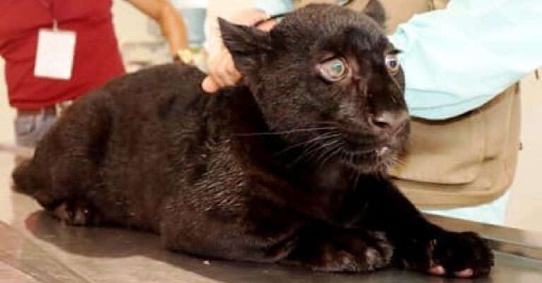 Murió una cría de jaguar negro por agua contaminada en el Zoológico de Morelia