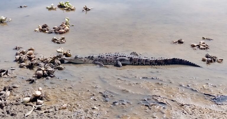 Profepa advirtió sobre la presencia de 5 cocodrilos en Parque Las Riberas, en Culiacán