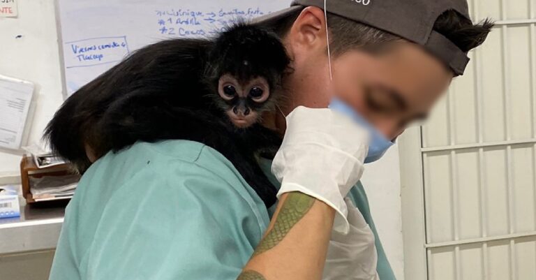 Profepa recibe a “Botas”, el mono araña rescatado durante un operativo en la GAM