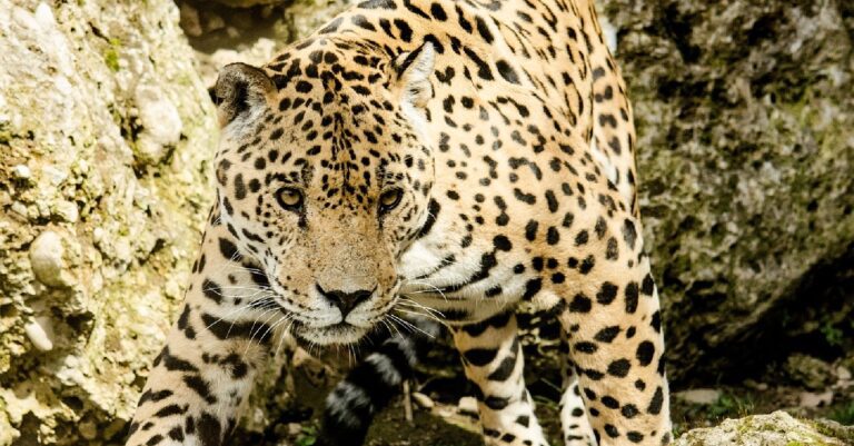 Profepa aseguró que no hay indicios de supuesto jaguar atropellado en Yucatán