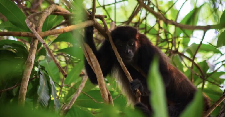 Suman ya ocho monos saraguato muertos en Veracruz