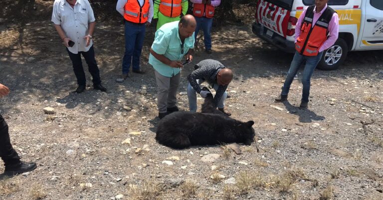 Encuentran a oso muerto en carretera de Tamaulipas; investigan si fue por golpe de calor