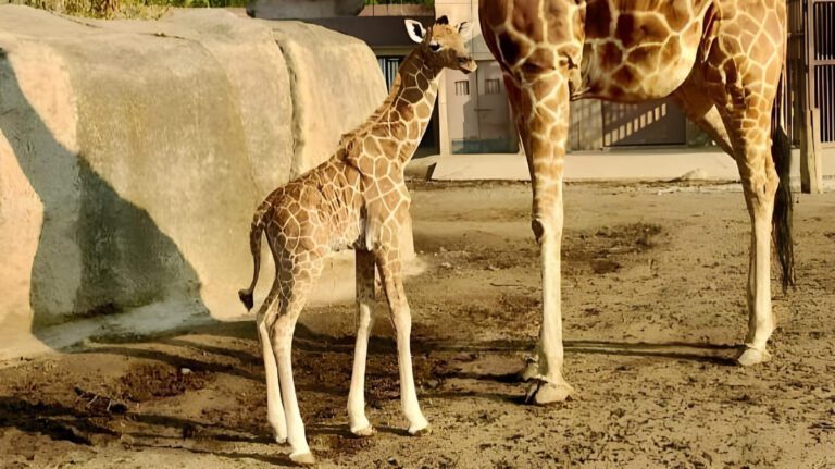 Buscan nombre para jirafa nacida en Aragón
