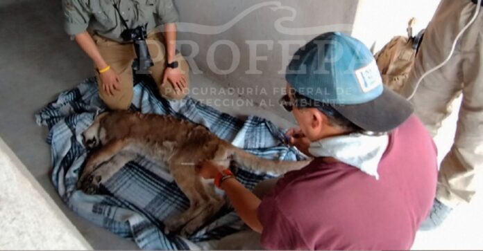 Proyecto nuevo - 2024-06-09T160917.447