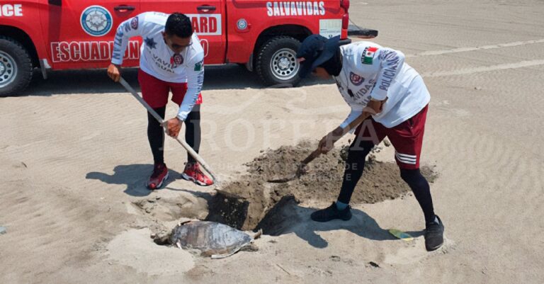 Marea Roja, posible causa de muerte de tortugas y delfines en playas de Mazatlán