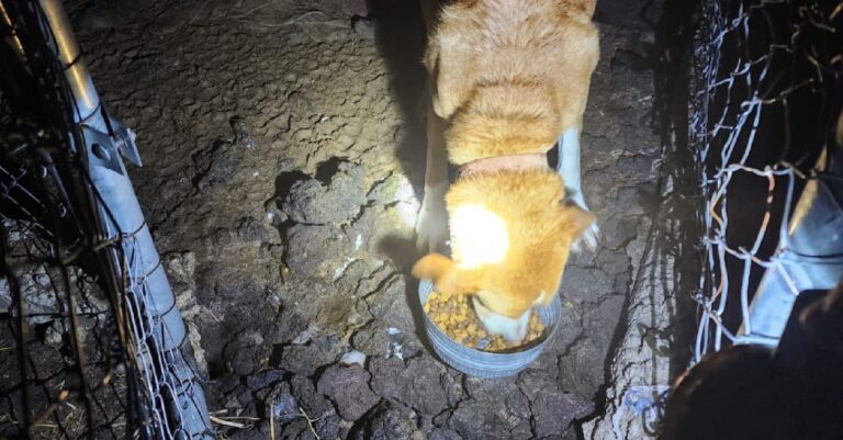 Rescatan a decenas de perros que eran maltratados dentro de una pensión en Tlalpan